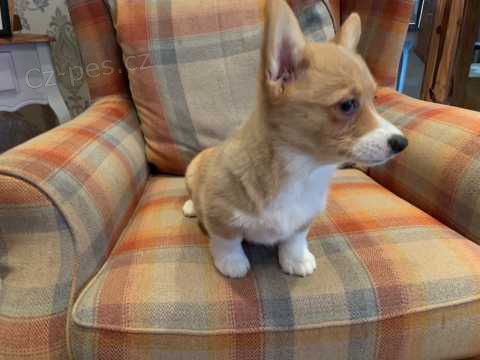 12 t�dn� welsh Corgi Pembroke �t��ata k dispozici@@