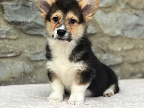 12 t�dn� welsh Corgi Pembroke �t��ata k dispozici^%**