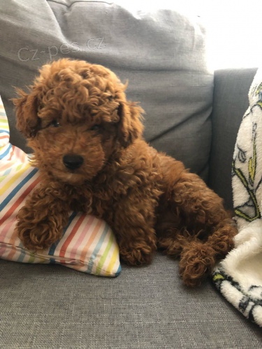 Zdrav� �t���tka Red Toy Pudl pro novou rodinu!~!