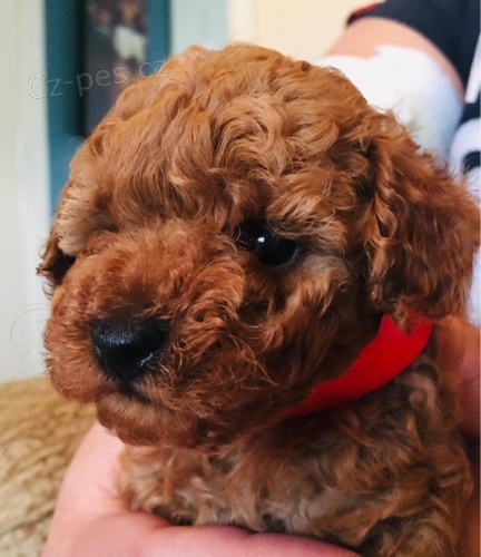 Zdrav� �t���tka Red Toy Pudl pro novou rodinu***