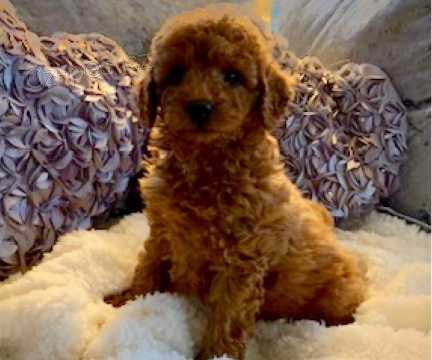 Zdrav� �t���tka Red Toy Pudl pro novou rodinu%&