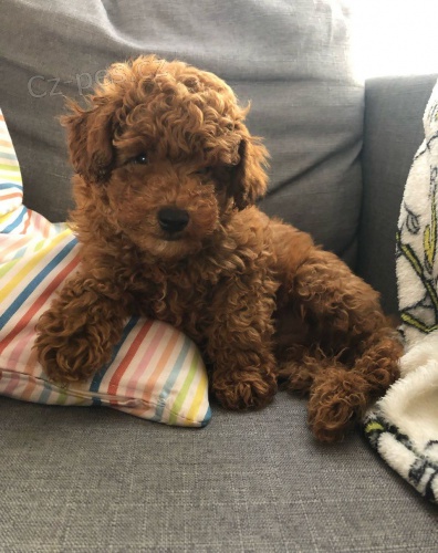 Zdrav� �t���tka Red Toy Pudl pro novou rodinuXXX