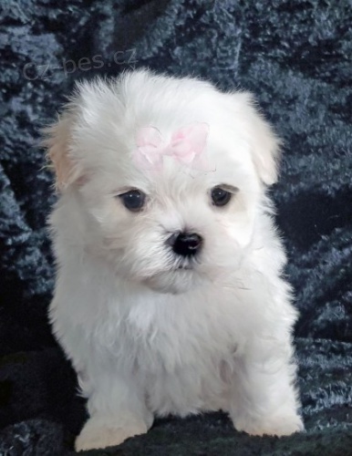 Samci a samice ❤️Malteskiy ❤️ �t��at p�ipraven� s dokumenty.