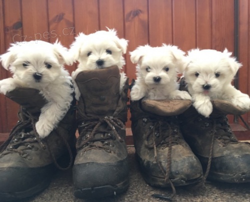 Samci a samice ❤️Malteskiy ❤️ �t��at p�ipraven� s dokumenty.[[[