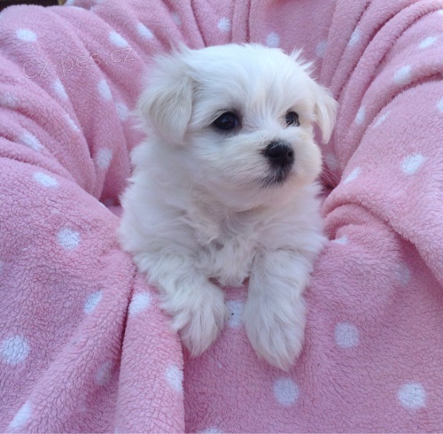 Samci a samice ❤️Malteskiy ❤️ �t��at p�ipraven� s dokumenty%%