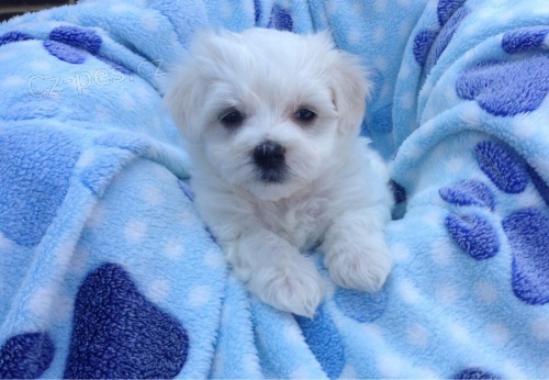 Samci a samice ❤️Malteskiy ❤️ �t��at p�ipraven� s dokumenty!UI@U