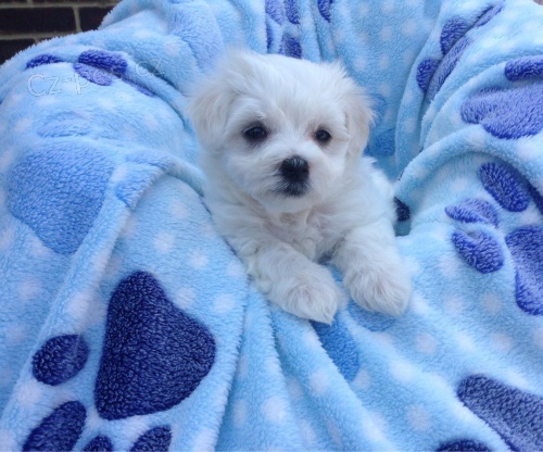 Samci a samice ❤️Malteskiy ❤️ �t��at p�ipraven� s dokumenty<><>