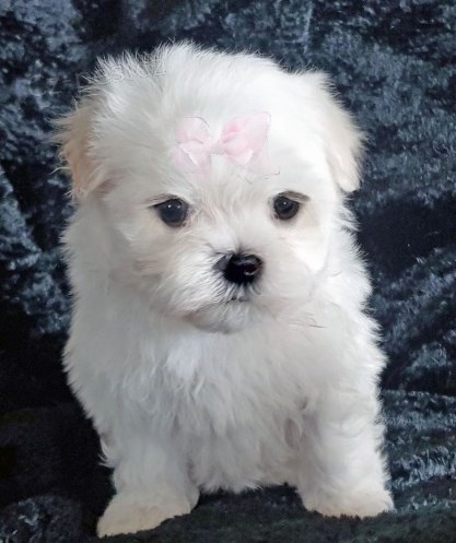 Samci a samice ❤️Malteskiy ❤️ �t��at p�ipraven� s dokumenty&!%#