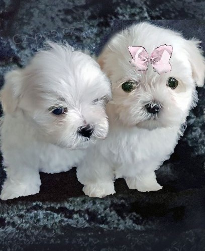 Samci a samice Malteskiy �t��at p�ipraven� s dokumenty&!%#