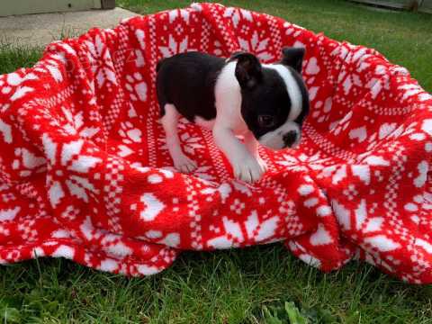 O�kovan� �t��ata Bostonsky Terier p�ipraven� dneshjd