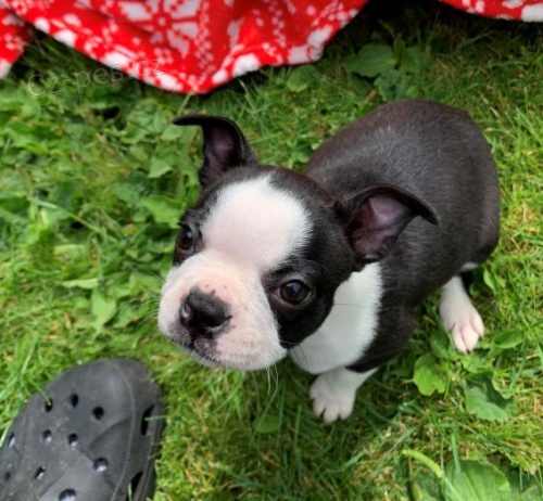 O�kovan� �t��ata Bostonsky Terier p�ipraven� dnes^*^*