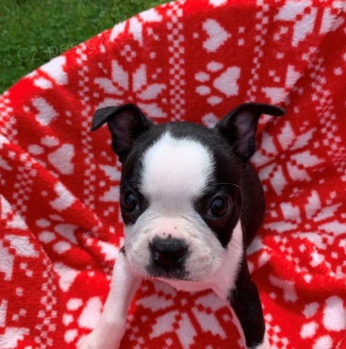 O�kovan� �t��ata Bostonsky Terier p�ipraven� dnes!@@