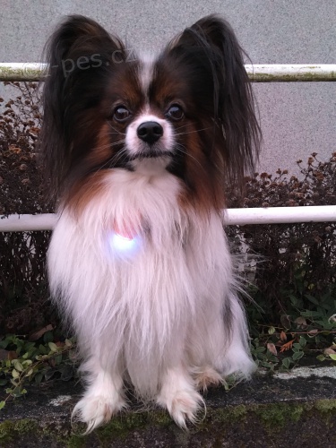 Nab�z�m ke kryt� papillona (mal� kontinet�ln� �pan�l)