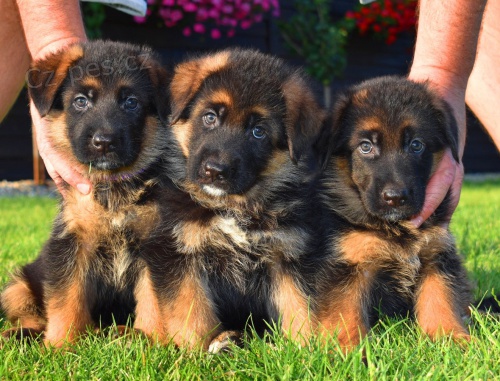 Prod�m �t��ata n�meck�ho ov��ka