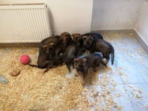 N�meck� ov��ka  - �t��ata s PP