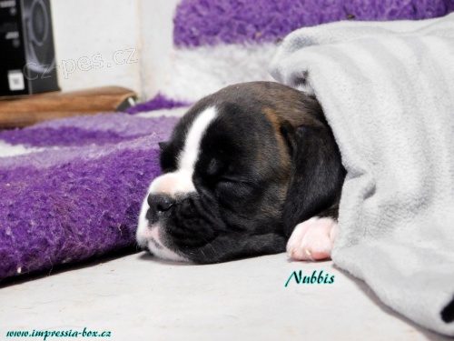 N�m.Box.�t. s PP,Chov.Impressia-Box