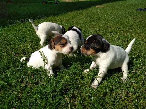 Parson Russell Teri�r