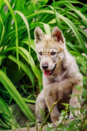 Prod�m �t��ata Saarloosova vl��ka