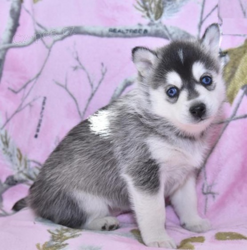 K dispozici ��asn� �t���tka sibi�sk�ho husky Ve chv�li, kdy je vyzvednete, roztaj� va�e srdce a budou st�edem pozornosti va�eho domova. Byl bych vd��n�, kdybyste m� mohli kontaktovat co nejd��ve,