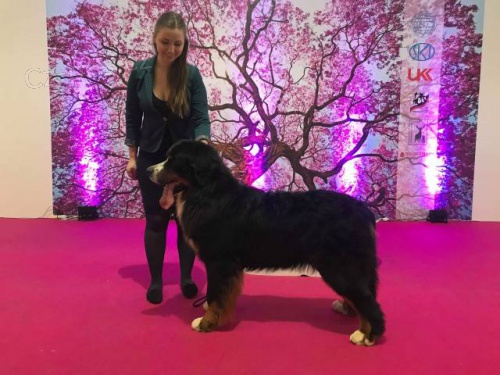 Bernsk� sala�n�cky pes