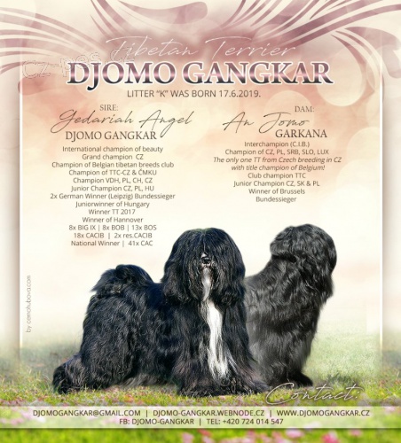 TIBETSK� TERI�R - �t��ata s PP