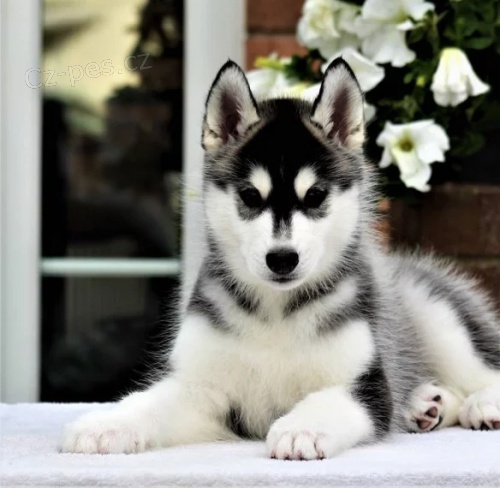 �t��ata sibi�sk�ho husky