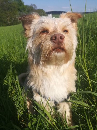 Nab�z�m ke kryt� k��enece York��ra s Jezev��kem