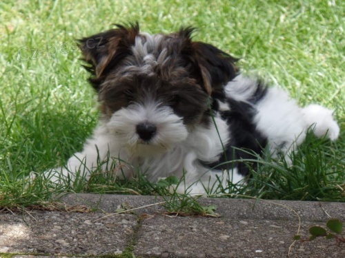 b�l� barevn� �t��ata york��rsk�ch teri�r� zoufale hledaj� nov� domovy