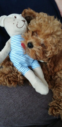 Hra�ky pudlov� k dispozici