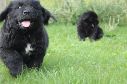 �t��ata Novofundfundlansky  hledaj�c� nov� rodiny, s nimi� bude ��t. kontakt v p��pad� z�jmu.