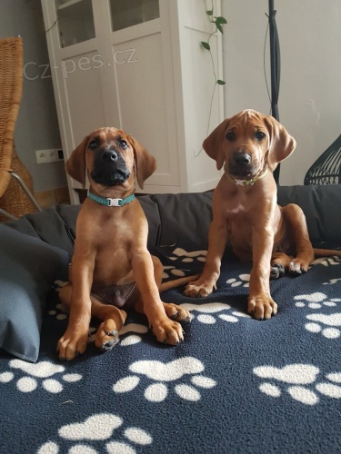 �t��ata rhod�sk�ch ridgeback� jsou jim 12 t�dn� a v�ichni jsou o�kov�ni. p�ich�zej� se v�emi pap�ry a dopl�ky