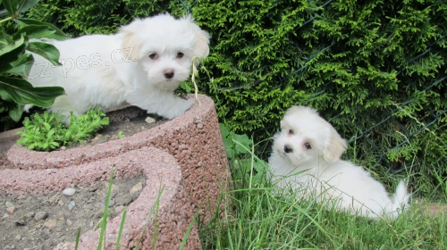 Kr�sn� maltsk� �t���tka v adopci