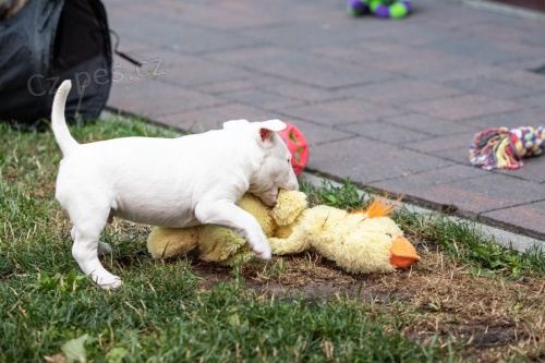 Bull Terrier �t��ata K adopci