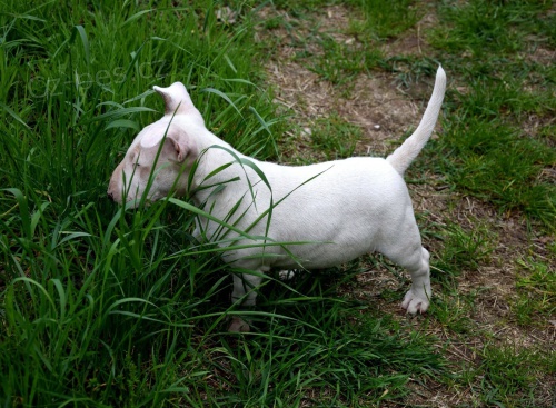 Bull Terrier �t��ata K adopci