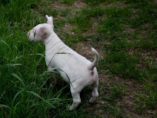 Bull Terrier �t��ata K adopci