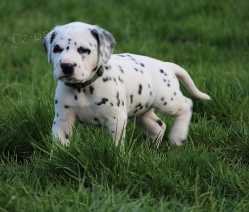 Registrovan� dalmatinci