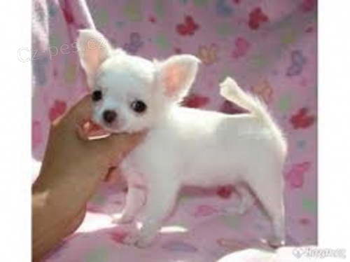 �ivava na prodej bez PP