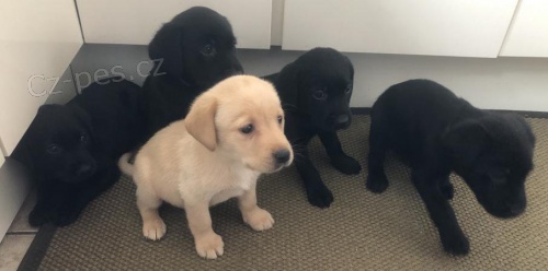 Labradorsk� retr�vr - �ten�tka