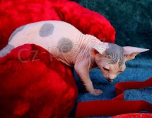 Kr�sn� ko�ata Sphynx pro adopci