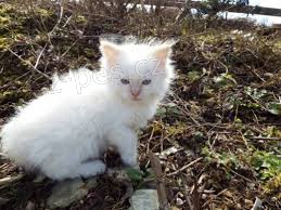 Dom�c� chovan� ko�ata Ragdoll