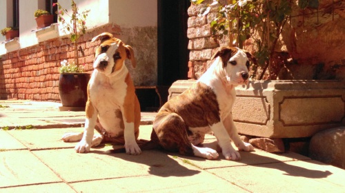 Amstaf - �t���tka s PP