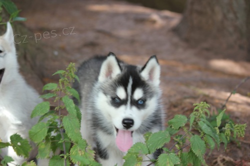 tata sibiskho husky! Jsme zkontrolovan veterini, ve vbornm zdravotnm stavu a nyn pipraveni na nov domovy! Od veterine obdrte zdravotn osvden, psemnou jednoron zruku na zdrav,