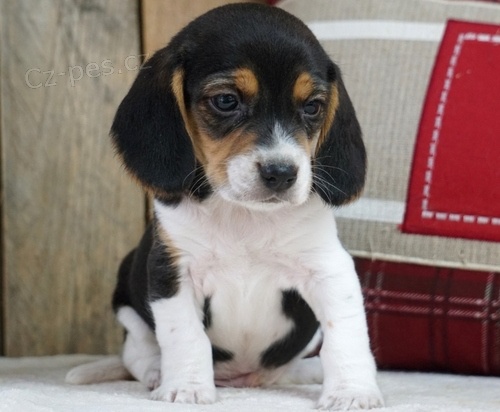 �t��ata beagle Tato �t��ata jsou dob�e vy�kolen� a p��telsk� d�ti a dal�� dom�c� mazl��ci. budou pro v�s skv�l�m spole�n�kem rodina.