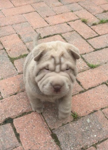 Shar Pei �t��ata pro v�s Hled�me rodinu, kter� by otev�ela jejich srdce a domov na�im �t���tk�m a dala jim miluj�c� nav�dy domov po zbytek �ivota M�te z�jem o z�sk�n� jednoho nebo obou �t���tek?