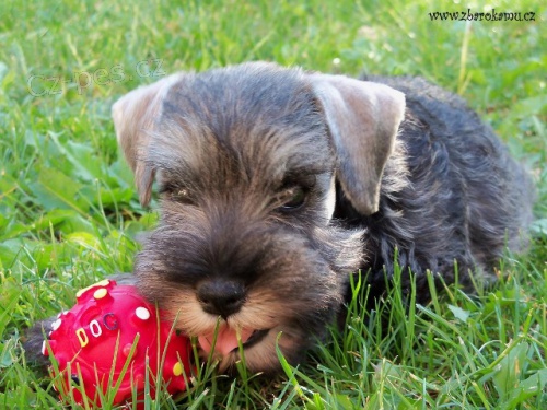 Kn�ra� mal� pep� a s�l s PP