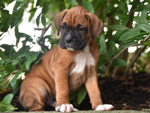 dv� kr�sn� �t���tka z boxersk�ch ps� a samic pro adopci spolu s va��m ��slem Whatsapp