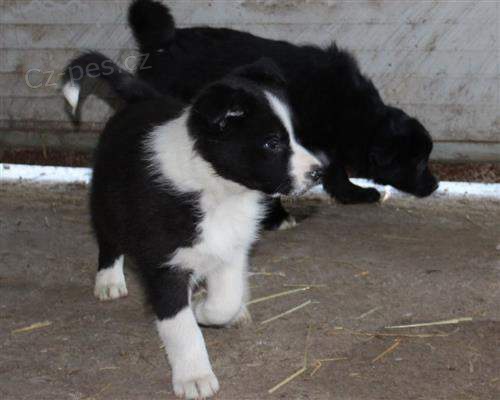 �t��ata Border Collie k adopci. Byl bych vd��n�, kdybyste m� mohli kontaktovat co nejd��ve
