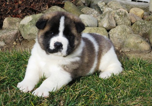 �istokrevn� a standardn� americk� �t��ata Akita