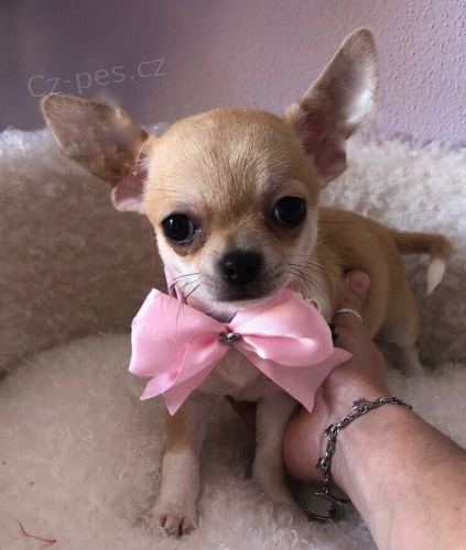 dv� �t���tka �ivava zdarma a �ivava s rodokmenem k adopci