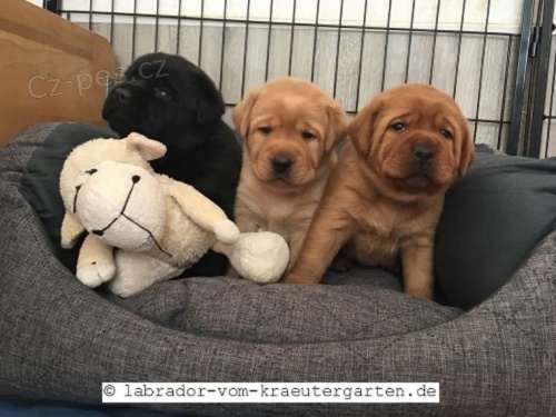 Labradorsk� retr�vr - �ten�tka